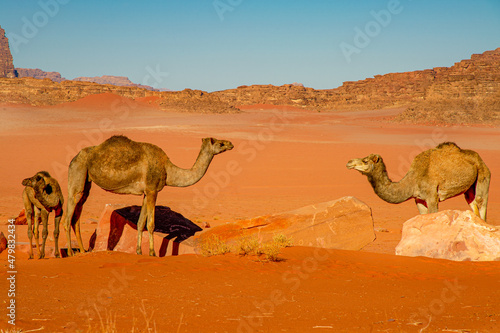 Camels in the Wadi Rum desert in Jordan