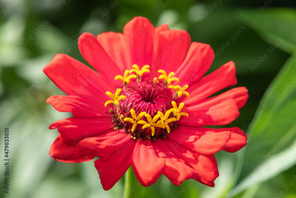 Close up of a red common zinnia (zinnia elegans) flower in bloom