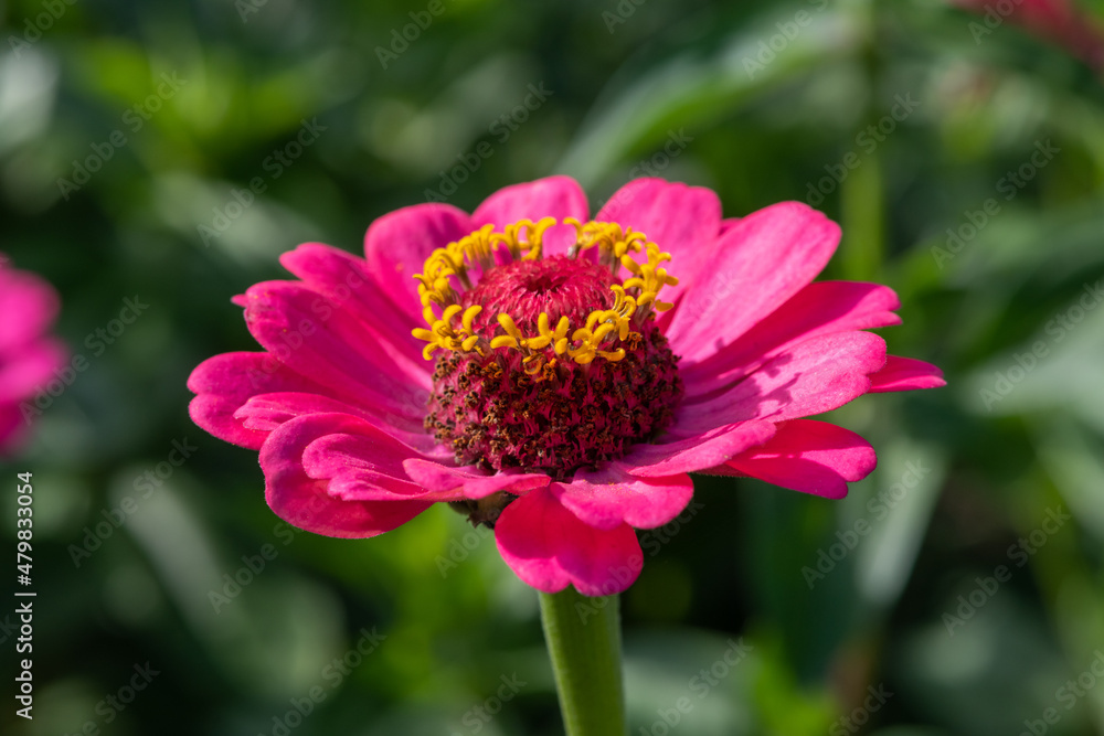 Close up of a pink common zinnia (zinnia elegans) flower in bloom Close up of a pink common zinnia (zinnia elegans) flower in bloom