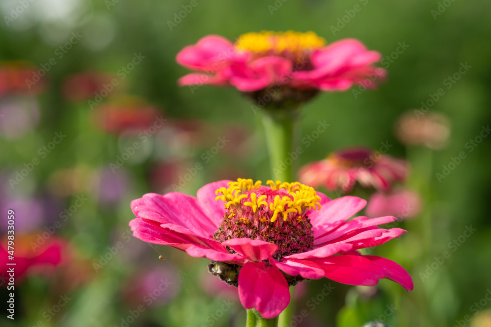 Pink common zinnia (zinnia elegans) flowers in bloom Pink common zinnia (zinnia elegans) flowers in bloom