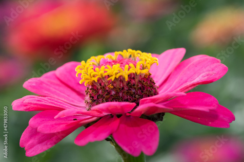 Close up of a pink common zinnia (zinnia elegans) flower in bloom