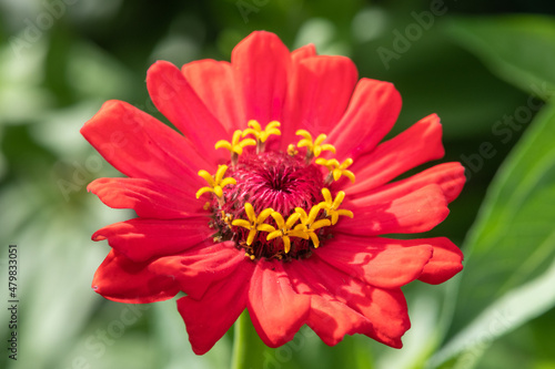 Close up of a red common zinnia  zinnia elegans  flower in bloom