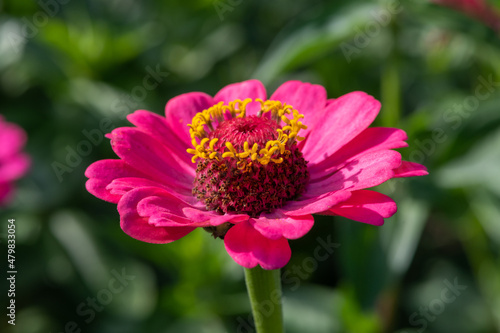 Close up of a pink common zinnia  zinnia elegans  flower in bloom