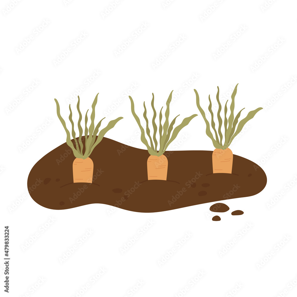 Sprouted carrots in the ground. Growing vegetables process. Home gardening, horticulture concept. Vector illustration in cartoon style. Isolated on white background. Sprouted carrots in the ground. Growing vegetables process. Home gardening, horticulture concept. Vector illustration in cartoon style. Isolated on white background.