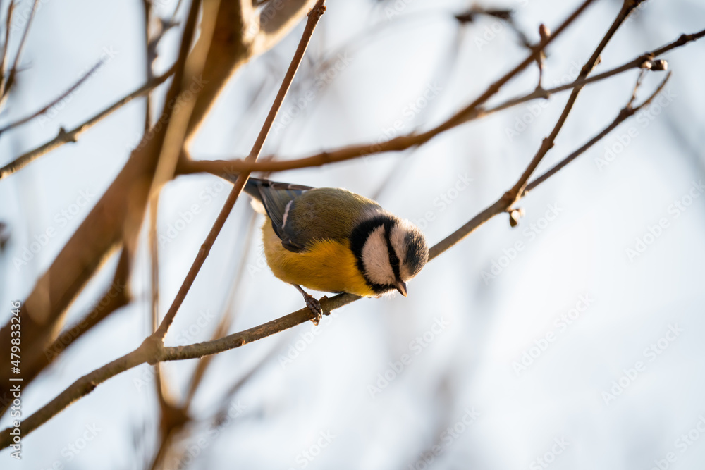 Cyanistes caeruleus, Blue tit sits in a bush looking for food Cyanistes caeruleus, Blue tit sits in a bush looking for food