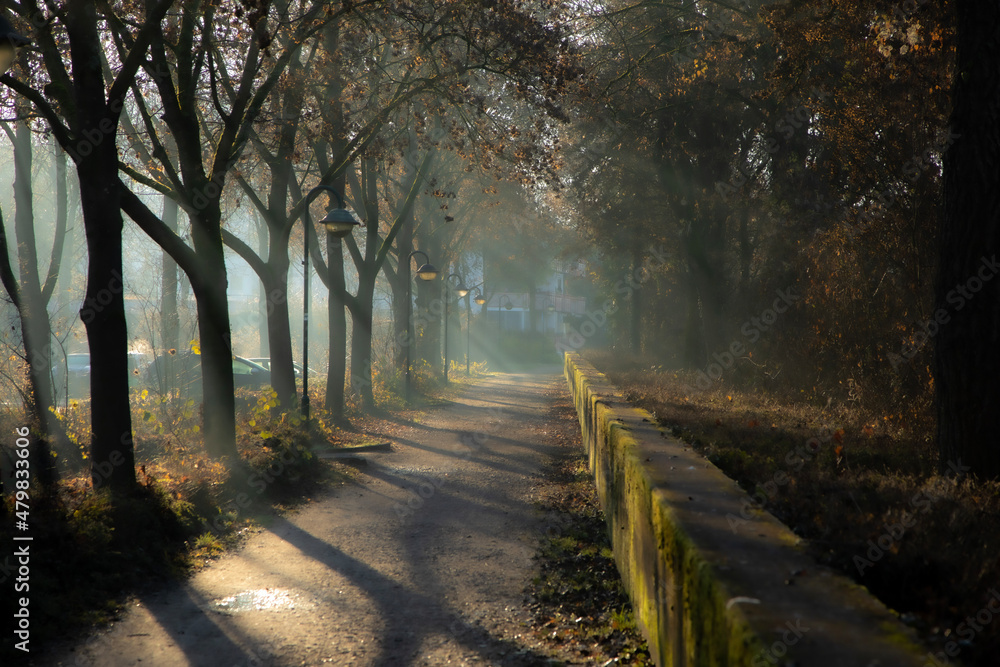Fototapeta premium morning in the forest