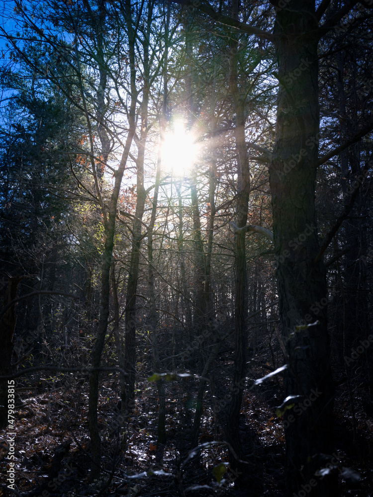 Fototapeta premium Bright sunlight glowing in the dark forest. Concepts for hope in hard times, solution in problem, exit from dead-end, or nurturing power in nature.