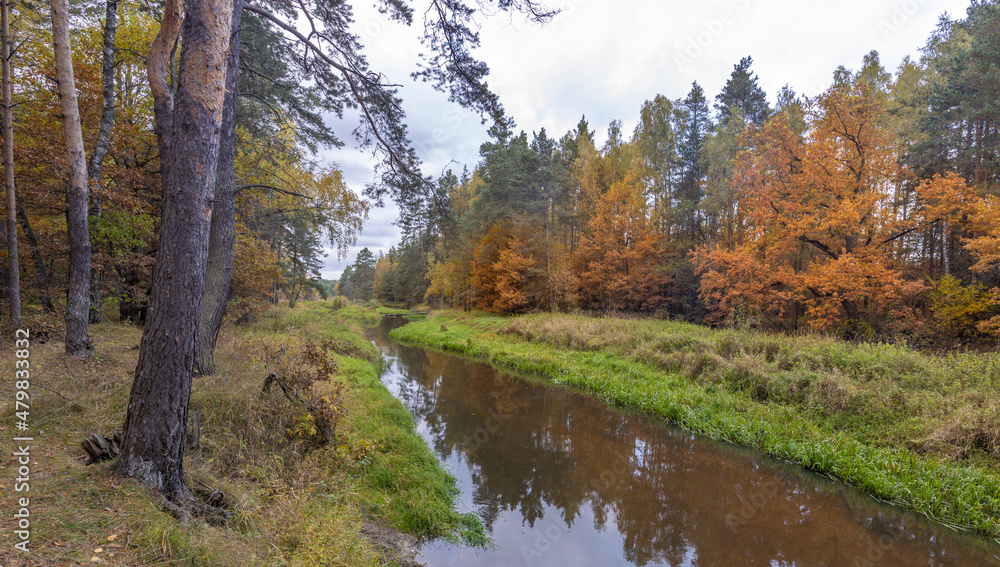 Fototapeta premium Bright autumn foliage on trees in yellow, red, orange and green colors. Cloudy weather in the forest Idyllic autumn landscape. Clean nature, ecology, seasons, environmental protection.