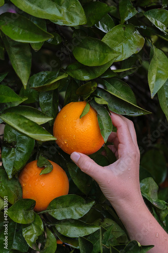hand holding orange