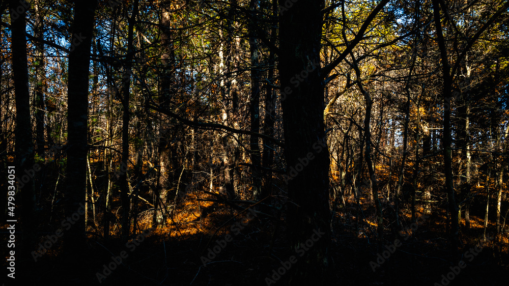 Dark forest landscape with sun light and shadows of pine tree trunks and bushes