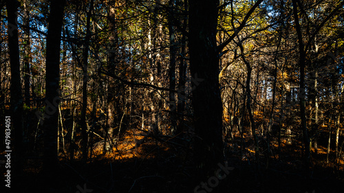 Dark forest landscape with sun light and shadows of pine tree trunks and bushes
