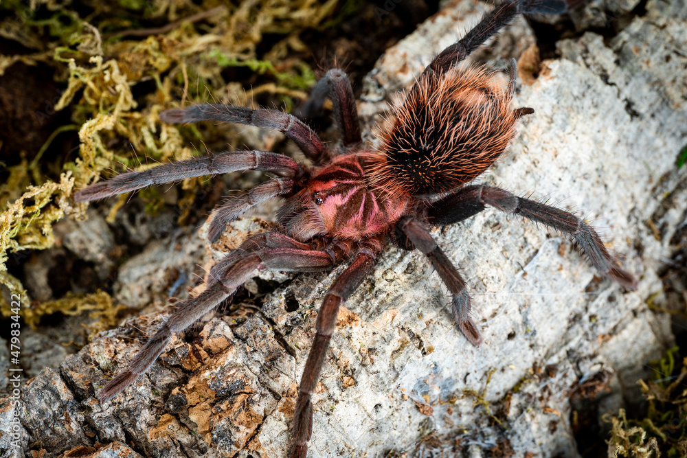 Colombian lesseblack tarantula xenesthis immanis Colombian lesseblack tarantula xenesthis immanis