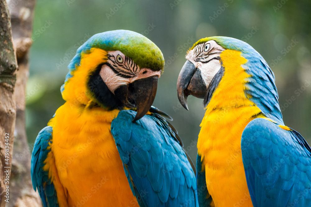 Two blue and yellow macaw (Ara ararauna), also known as the blue and gold macaw, Foz do Iguazu, Brazil Two blue and yellow macaw (Ara ararauna), also known as the blue and gold macaw, Foz do Iguazu, Brazil