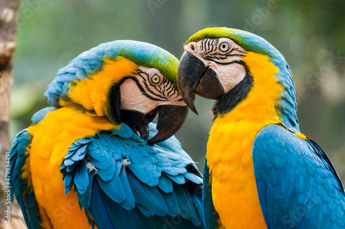 Two blue and yellow macaw (Ara ararauna), also known as the blue and gold macaw, Foz do Iguazu, Brazil photo