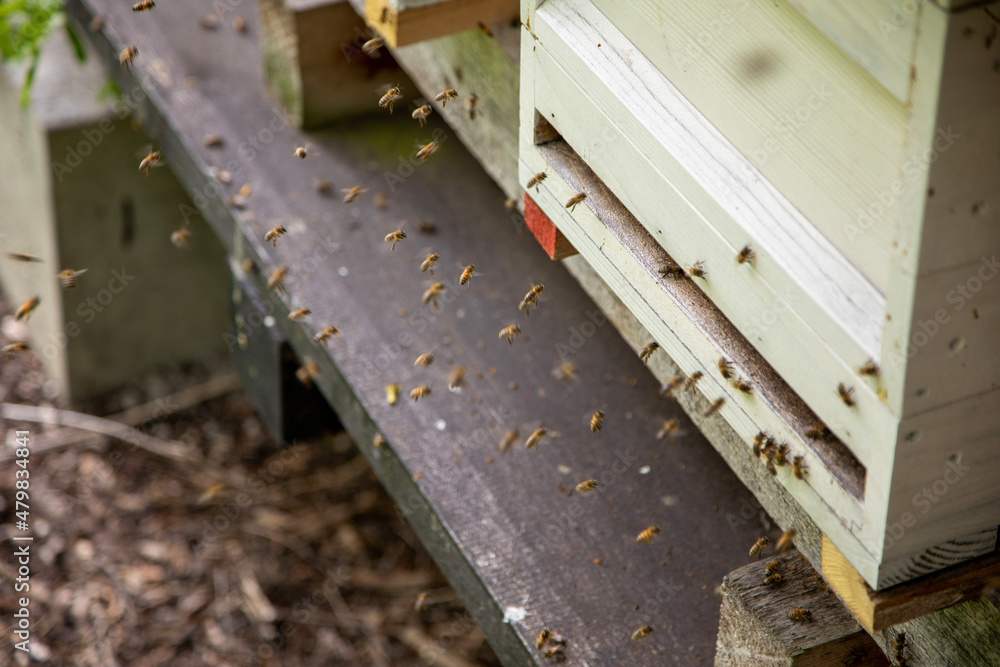 bees in the beehive bees in the beehive