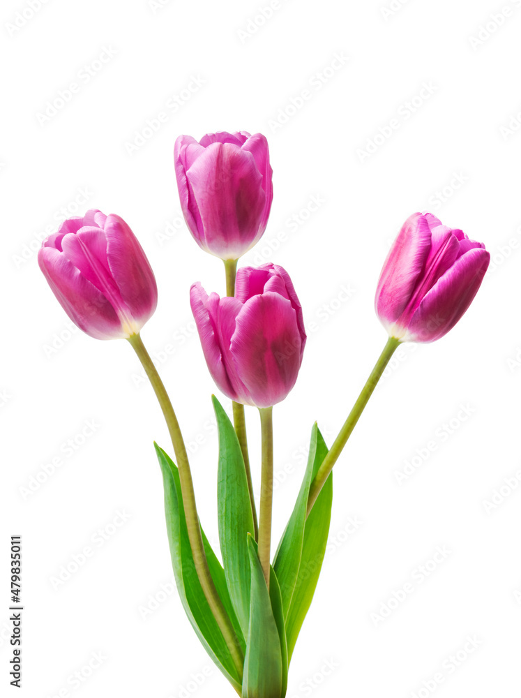 purple tulips isolated on white background purple tulips isolated on white background