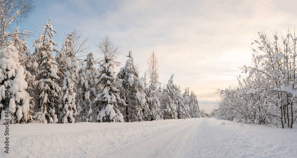 Country road, cleared of snow, passes through a beautiful snow-covered forest, on a frosty winter evening. Wonderful village landscape.
