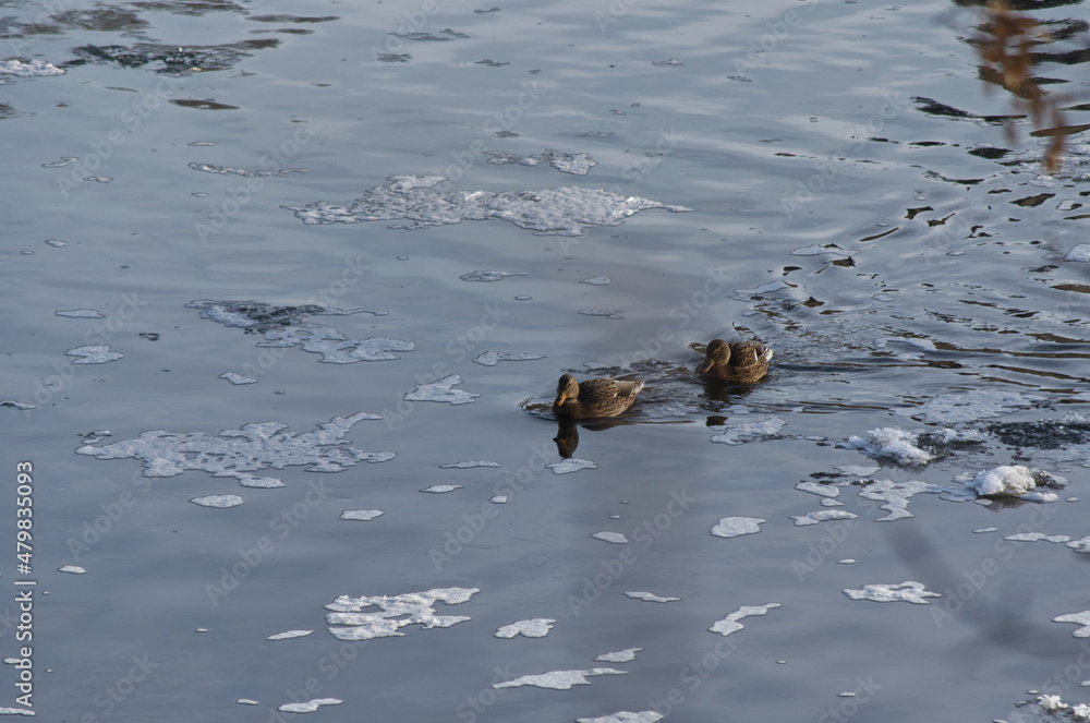 Fototapeta premium Mallard Ducks in the Water