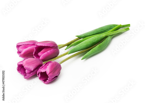 purple tulips isolated on white background