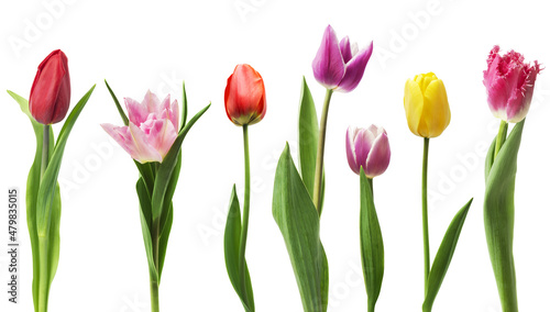 Set of seven different tulip flowers isolated on white background