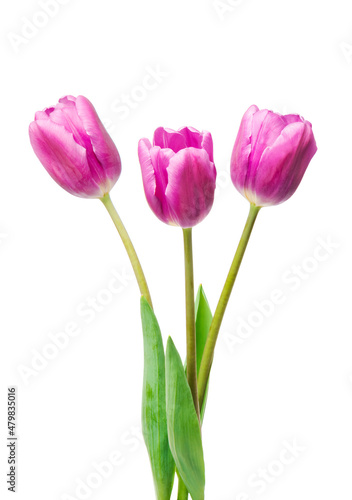 Fototapeta Naklejka Na Ścianę i Meble -  purple tulips isolated on white background