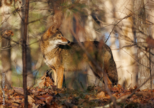 Coyote in autumn forest © Jen