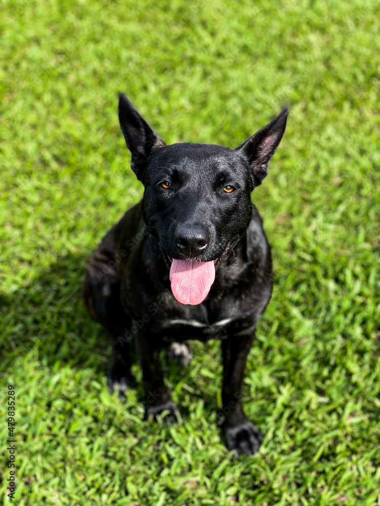 Black mixed breed dog with tongue out in the sun.