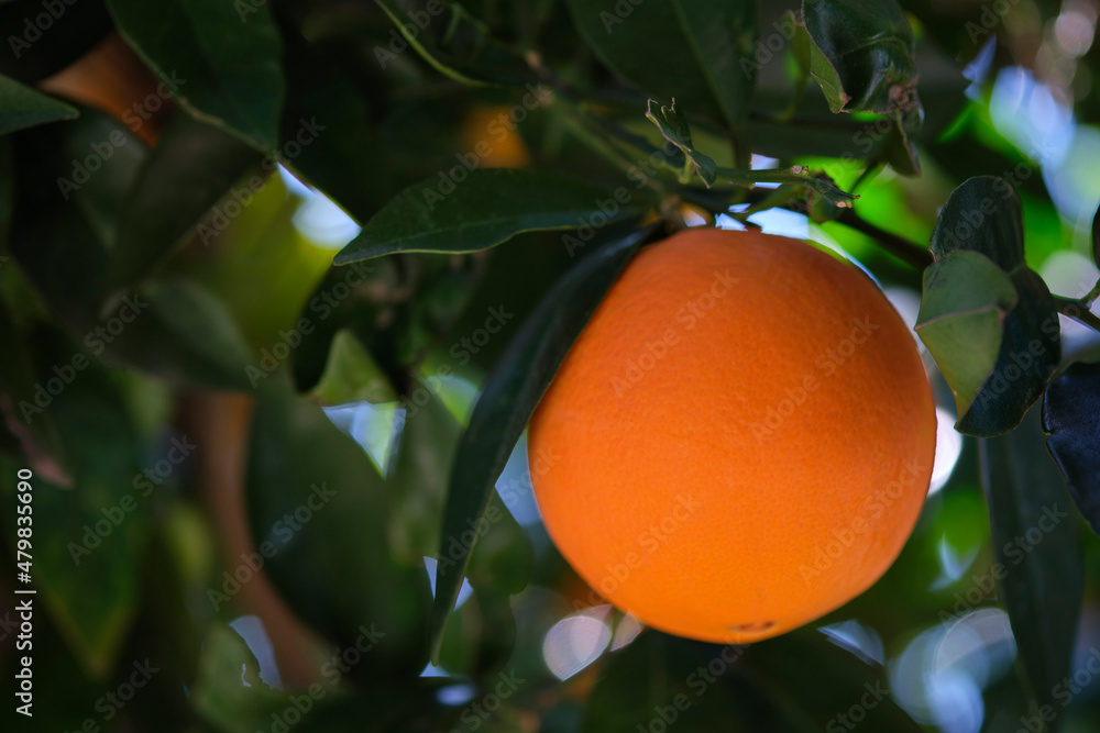 orange fruit tree orange fruit tree