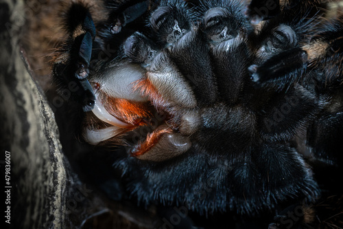 Detail of sharp tarantula fangs during molting