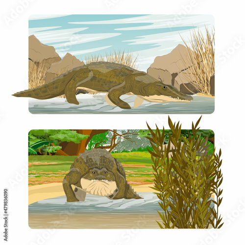Scenery pack with Nile crocodile Crocodylus niloticus enters the lake. Shore of a shallow river with tree trunk, stones and bushes. Realistic vector landscape
