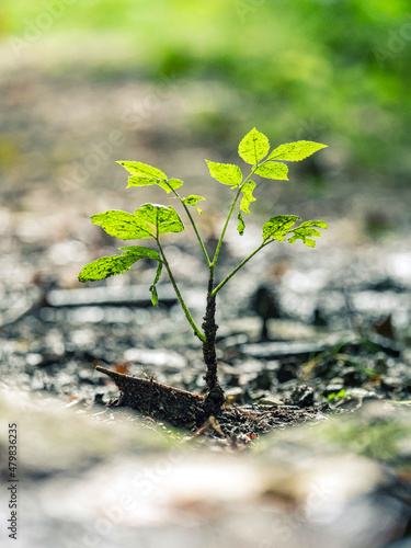 Fotografía Ein kleiner Baum-Sprößling am Rande eines Waldweges