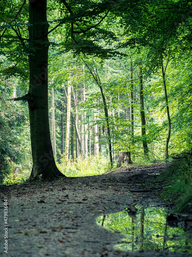 Fototapeta Naklejka Na Ścianę i Meble -  Ein Wanderweg im Wald an einem verregneten Tag