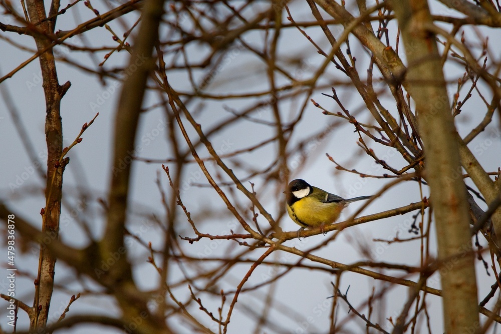 Blue and yellow bird eurasian blue tit standing alone on the branch with brown background Blue and yellow bird eurasian blue tit standing alone on the branch with brown background