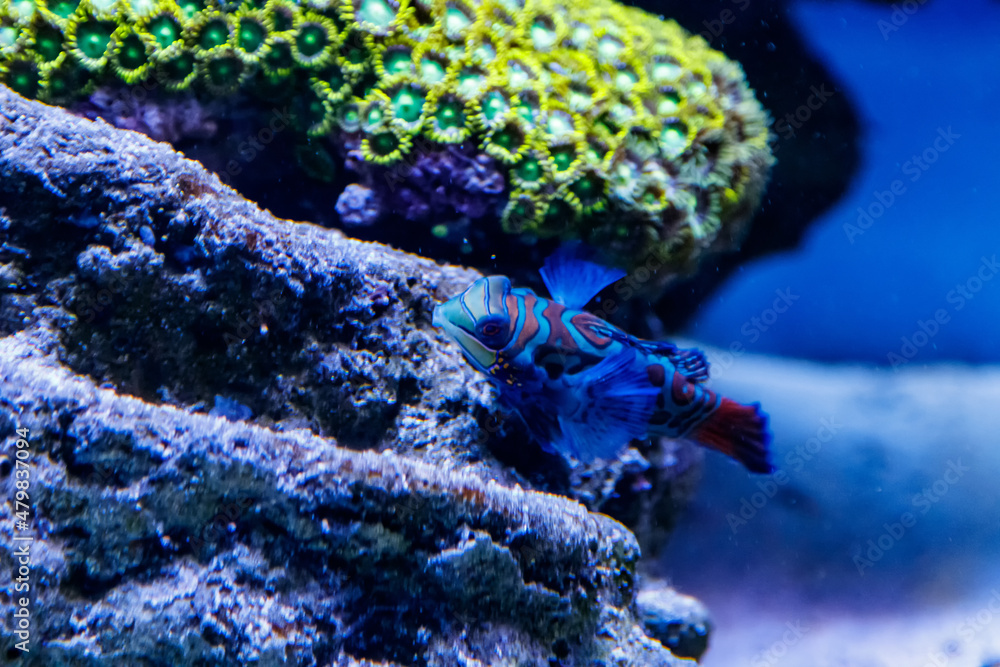 Fototapeta premium Mandarin fish Synchiropus splendidus