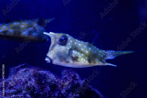 macro Lactoria cornuta Linnaeus fish photo