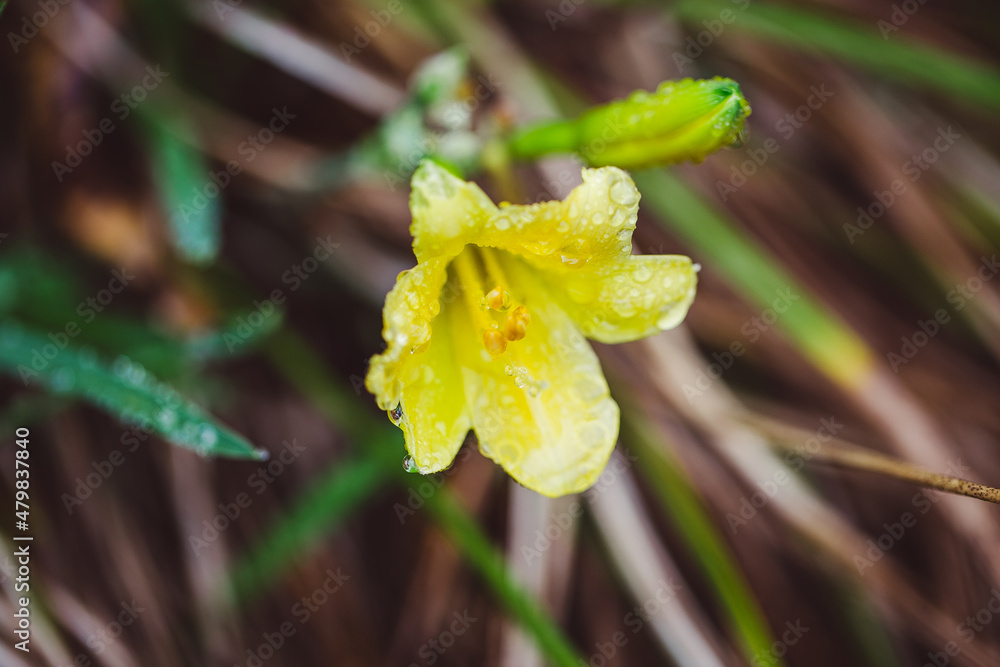 yellow iris flower in spring with drops of rain yellow iris flower in spring with drops of rain