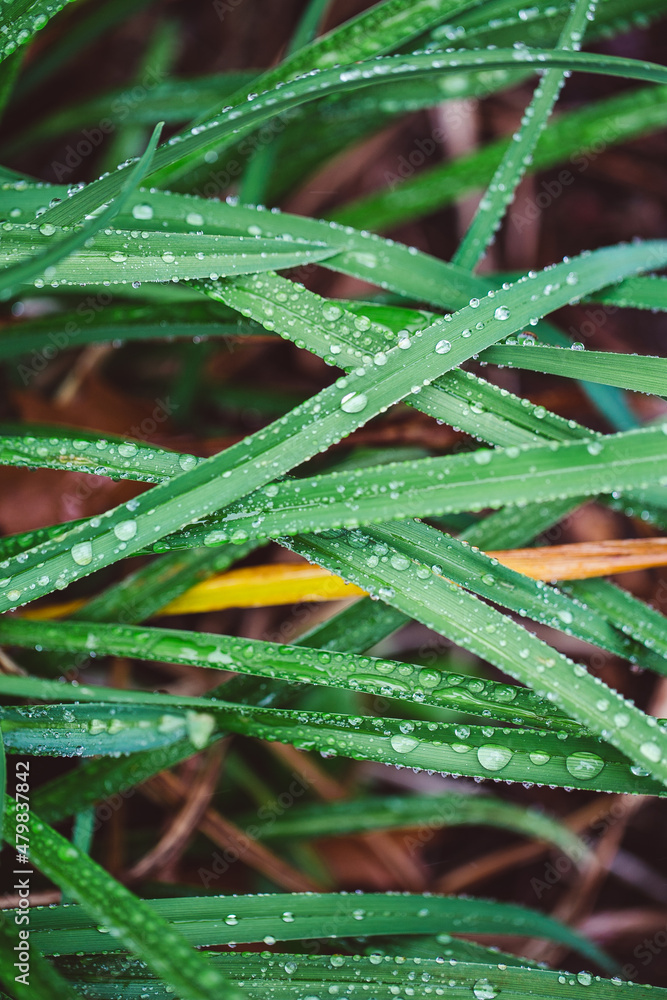 morning dew on green grass. nature background morning dew on green grass. nature background