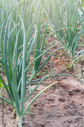 Selective focus on onion plants. Green onions in the garden. Growing onions per bulb