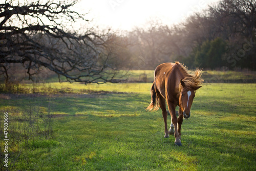 Cutting horse on the beef cattle ranch in early spring