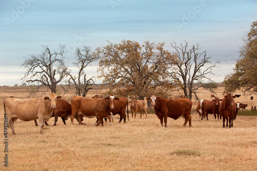Herd of cows on pasture on a beef cattle ranch, with old oak trees in the background  © Carrie