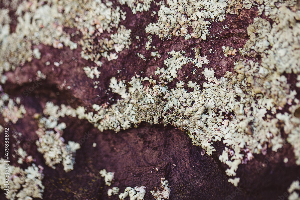 Fototapeta premium moss on the rock