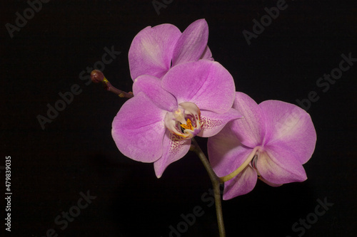 Pink and white orchid flowers Phalaenopsis. Branch of flowering pink and white Orchid Phalaenopsis (known as butterfly orchids) on a black background