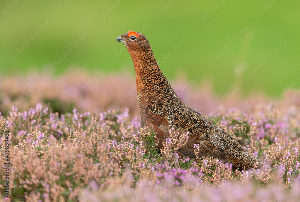 Red Grouse male with flared red eyebrows, stood in blooming purple heather and facing left. Clean, green background, space for copy. Scientific name: Lagopus Lagopus. Horizontal. Red Grouse male with flared red eyebrows, stood in blooming purple heather and facing left. Clean, green background, space for copy. Scientific name: Lagopus Lagopus. Horizontal.