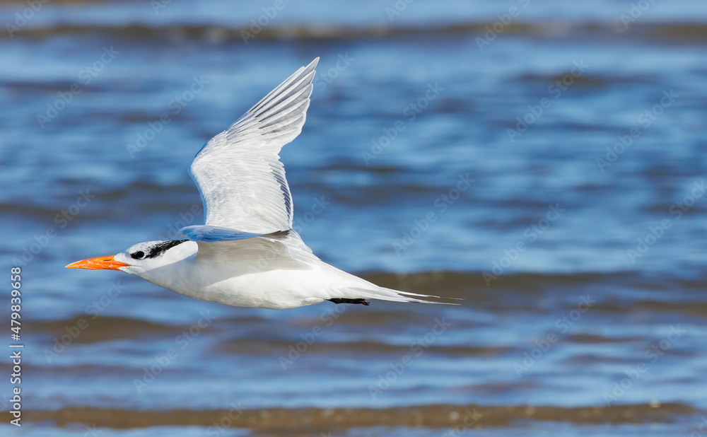 Fototapeta premium Shorebirds on Atlantic beach shore