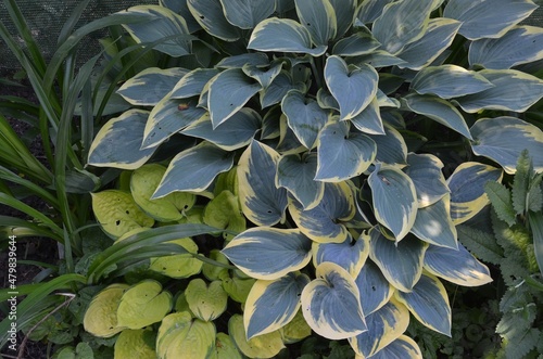 Colorful leaves of Hostas in the garden