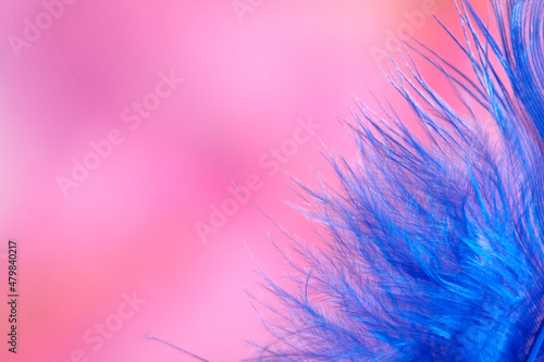Blue feather, close up on a blurred pink background.