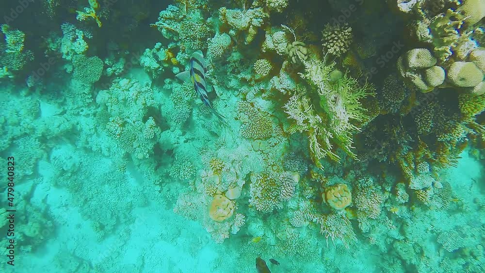 coral reef close to the surface of the water glare from the sun and fish swim past. coral reef close to the surface of the water glare from the sun and fish swim past.