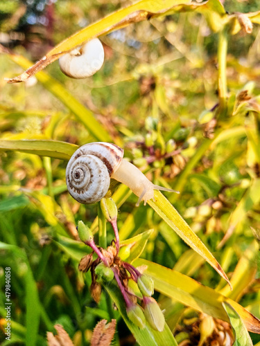 A small white snail on the green leaves of the plant. The snail crawls out of the shell. Vertical summer macro photo.