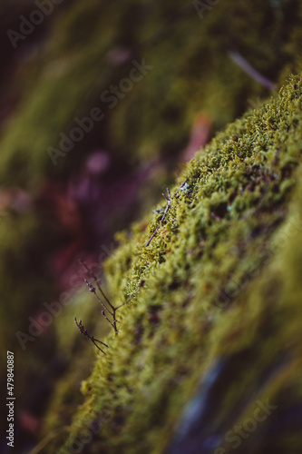 green moss in the fall forest