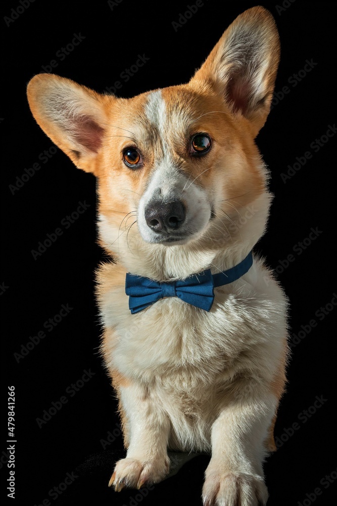 Pies rasy corgi pembroke rudy na czarnym tle Pies rasy corgi pembroke rudy na czarnym tle